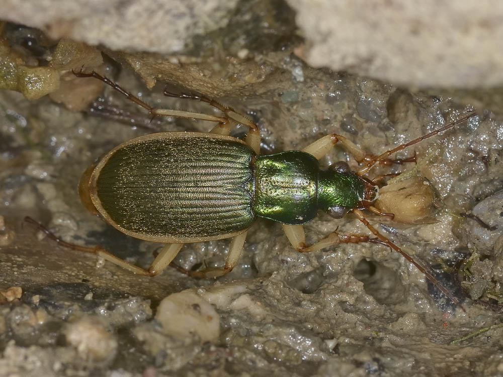 Chlaenius velutinus